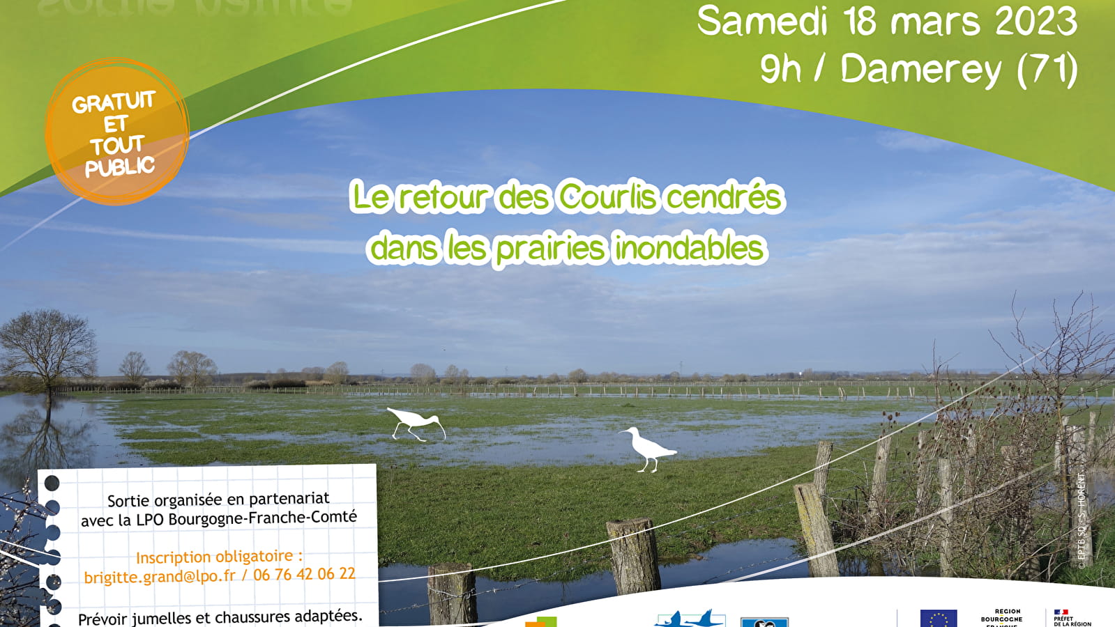 Sur les traces des Courlis cendrés de retour dans les prairies inondables
