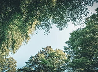 En famille au musée : les lignes de la nature - PIERRE-DE-BRESSE