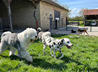 Pensions chiens et chats Bouls'Dog - BRAGNY-SUR-SAONE