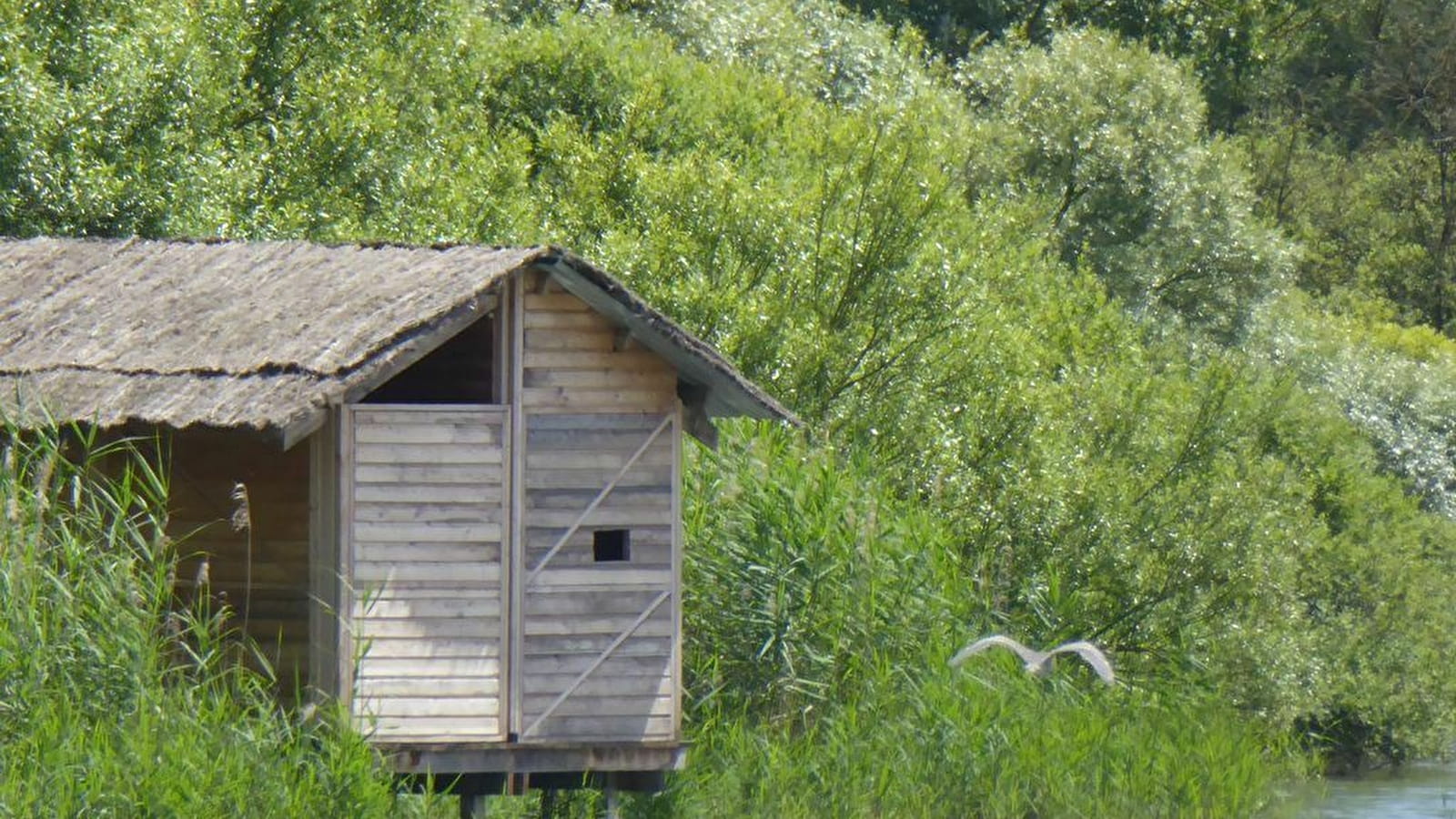 Les oiseaux nicheurs et leurs petits