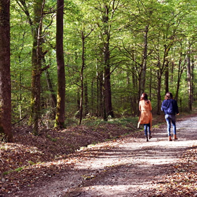 Forêt domaniale de Palleau