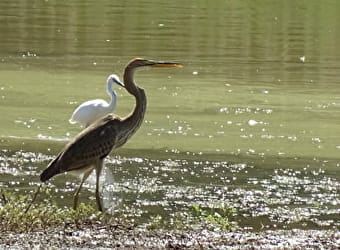 Printemps des ENS de Saône-et-Loire : l'Etang de Pontoux - PONTOUX