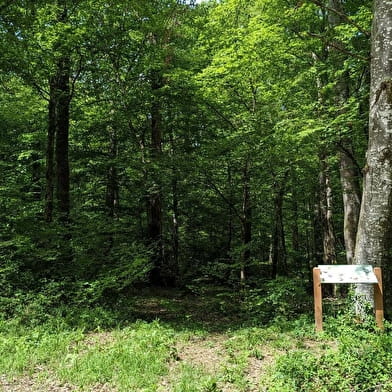 Forêt domaniale de Palleau
