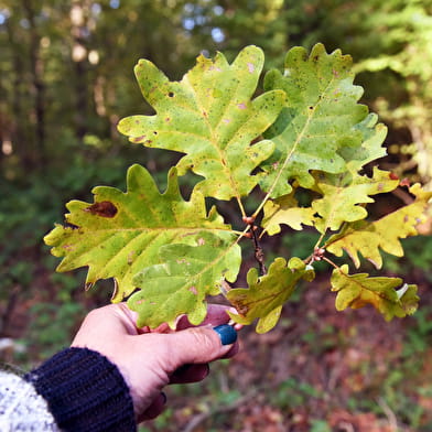 La forêt de Palleau