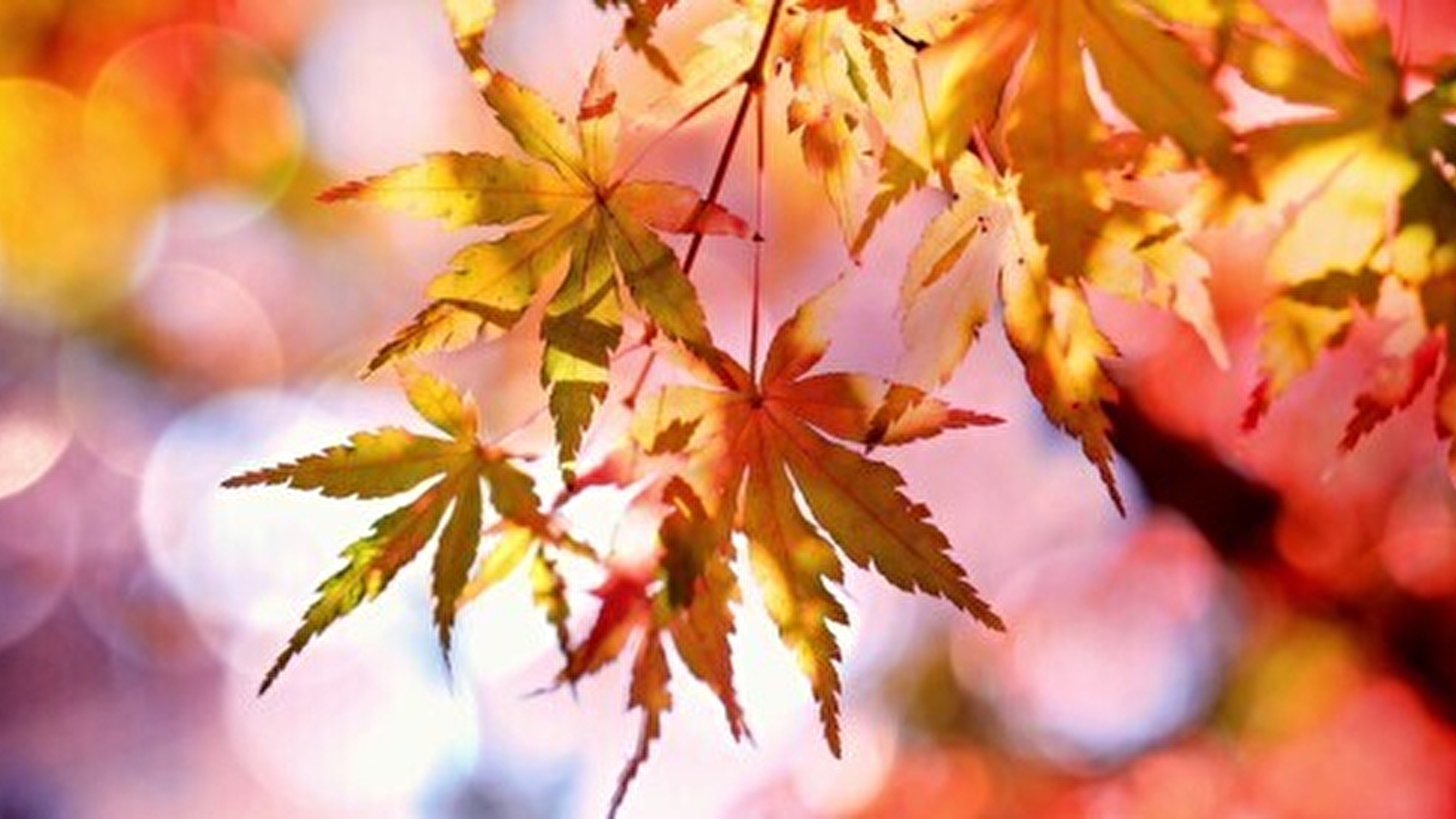 Visite guidée : Magie des couleurs d'Automne