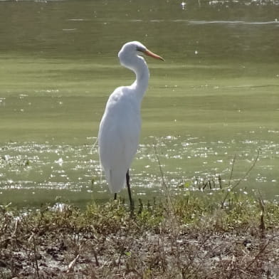 Le Grand Etang de Pontoux