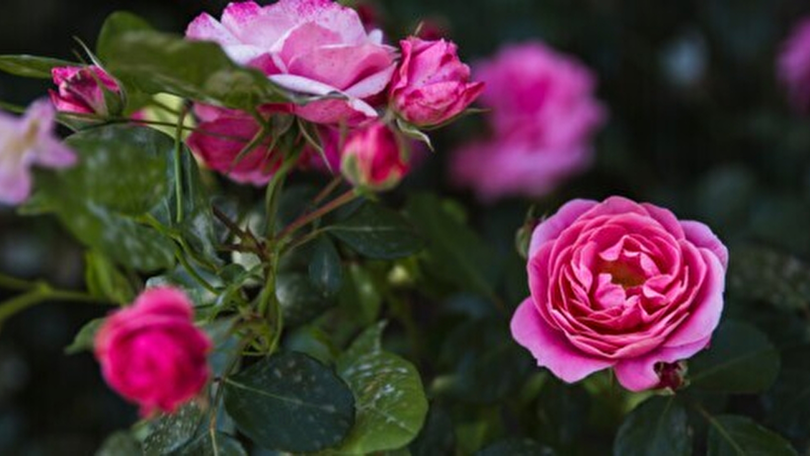 Visite guidée : les roses, éternelles fleurs de l'amour