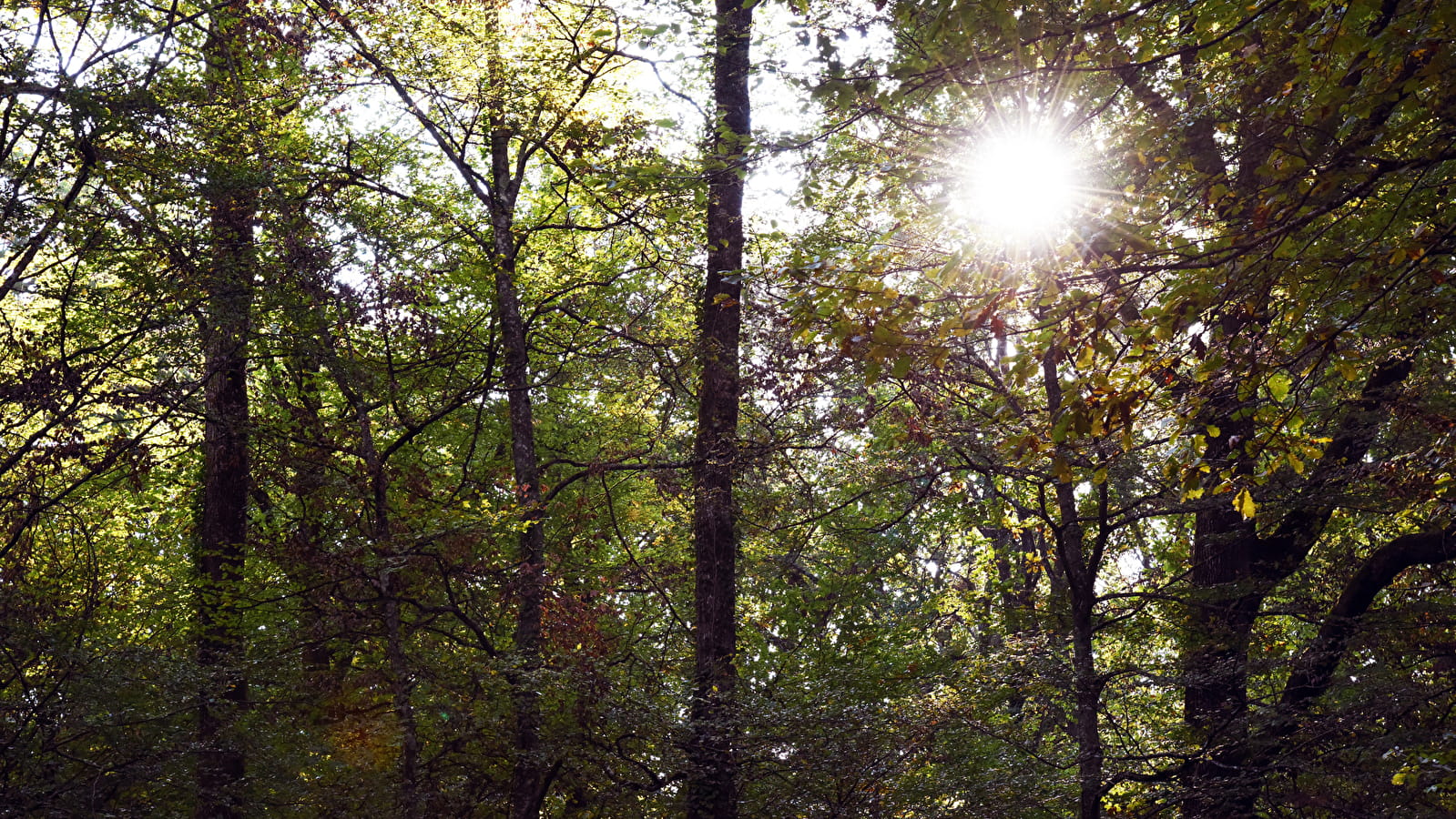 La forêt de Palleau