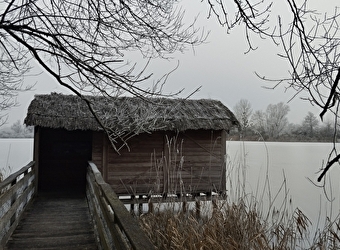 Les oiseaux hivernants de l'étang de Pontoux - PONTOUX