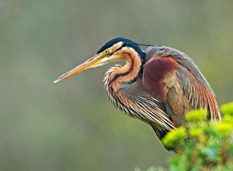 Les oiseaux nicheurs de l'étang de Pontoux - PONTOUX